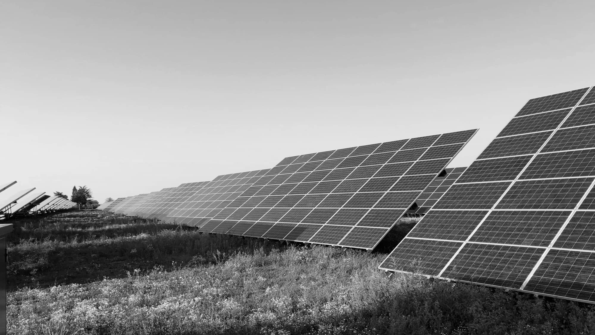 Ground-mounted community solar panels in a wildflower field, monochrome